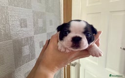 Boston Terrier dogs for sale: 9 BEAUTIFUL BOSTON TERRIER PUPPIES(3 RESERVED) - Image 19