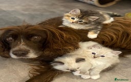 Ragdoll cats for sale: Ragdolls kittens  - Image 9