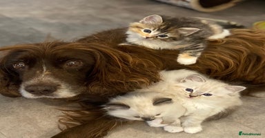 Ragdoll cats - Advert 4