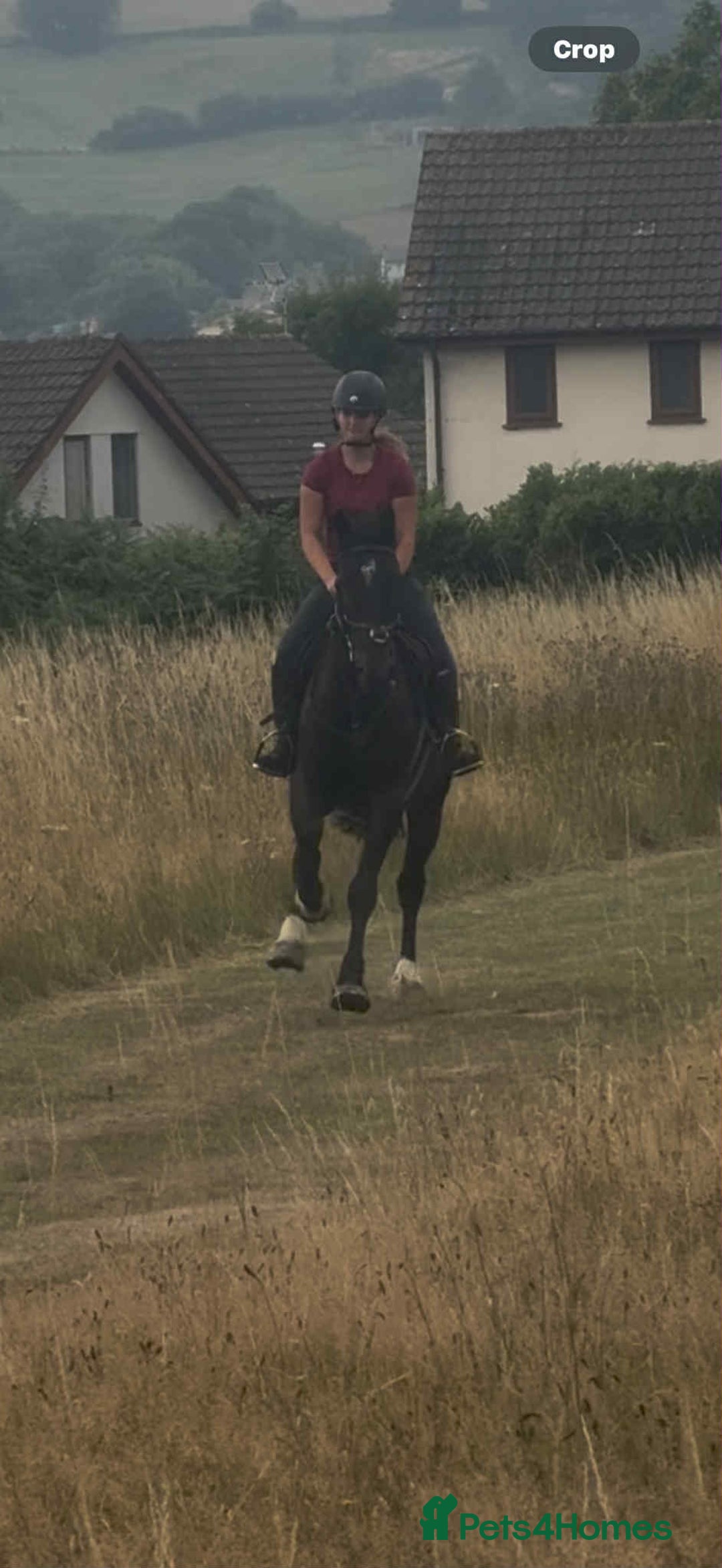 Irish Cob horses for sale: Ace by name and by nature - Image 4