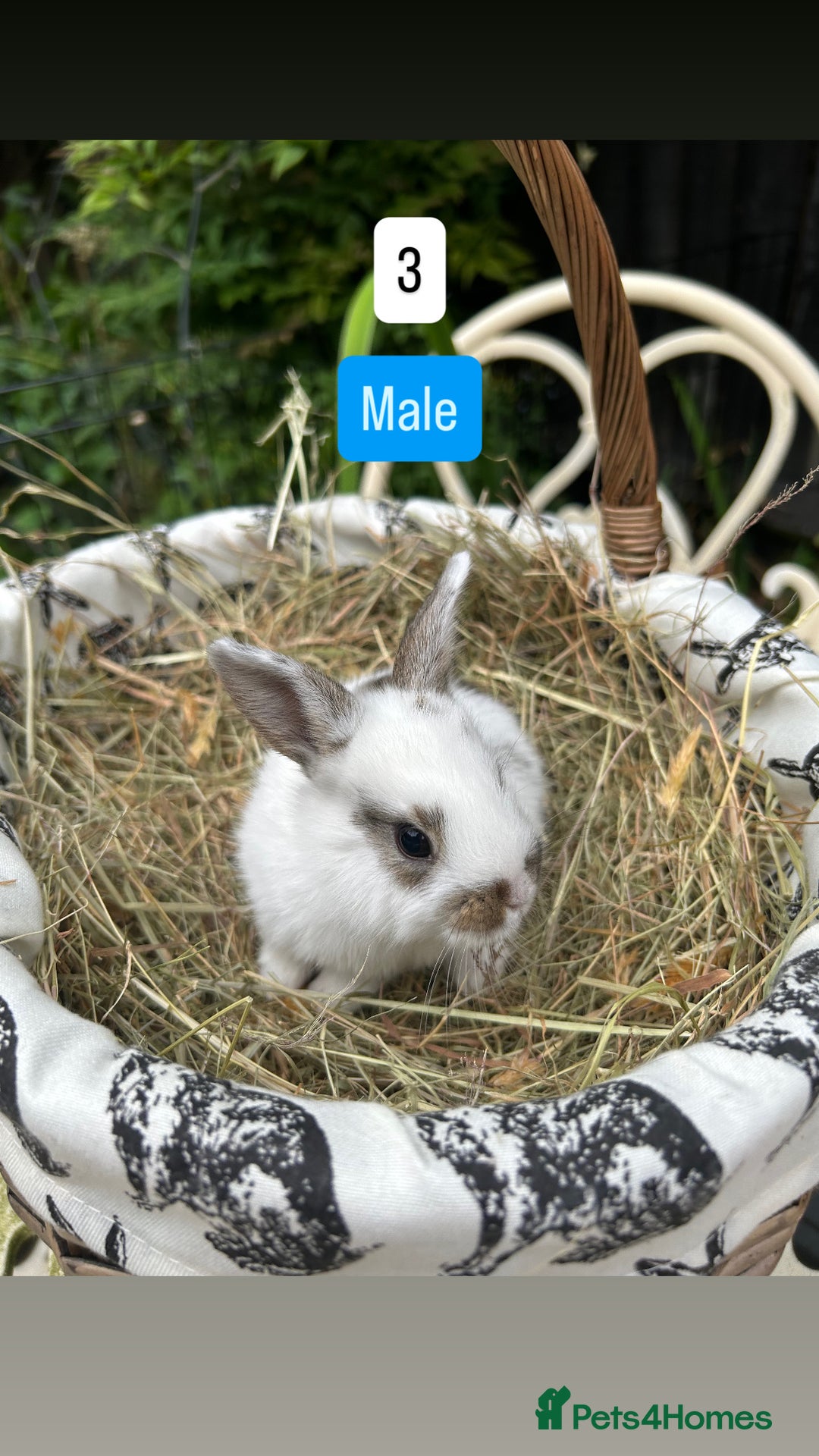 Mini Lop rabbits for sale: Baby Rabbits (Ready To Leave Now) - Image 3