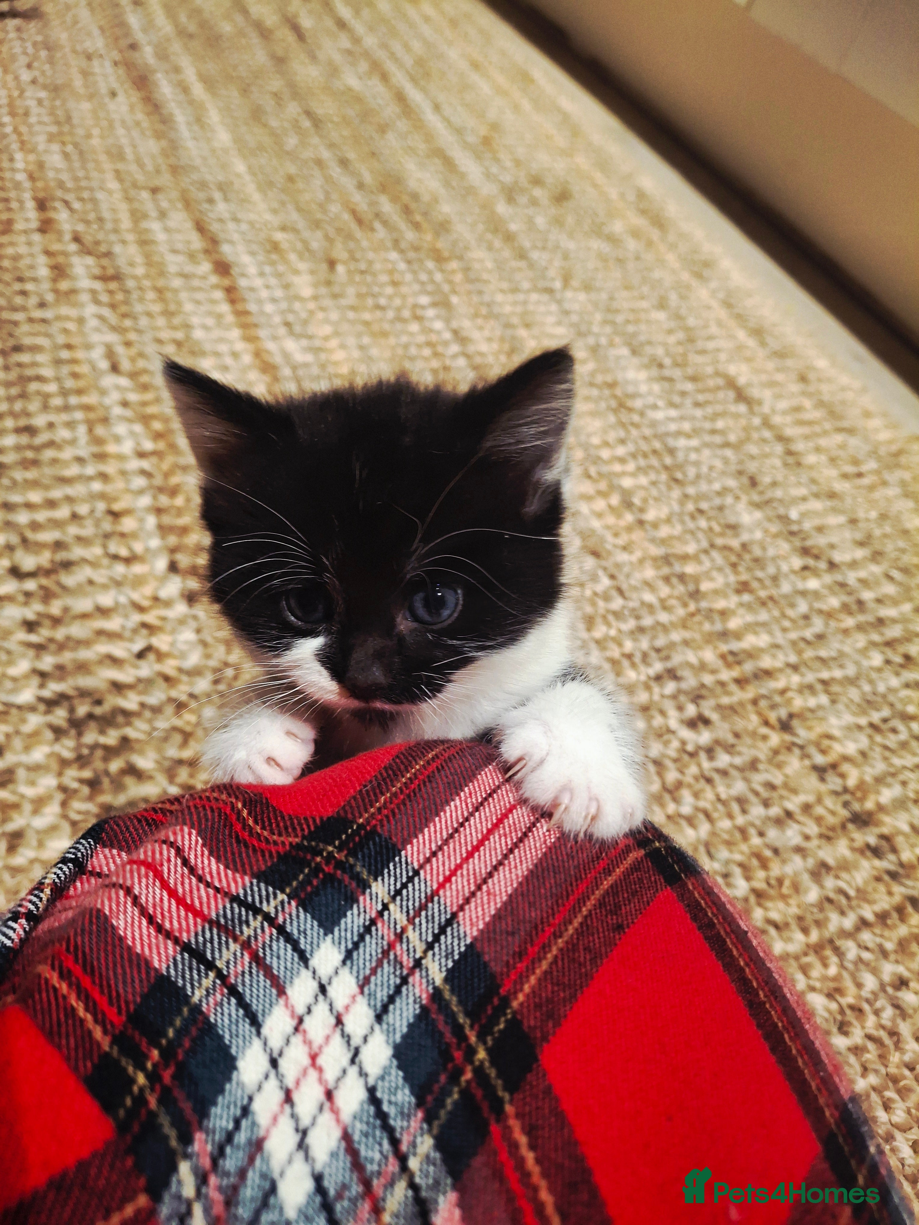 Mixed Breed cats READY FOR  **   ** 🖤🤍 - Advert 1