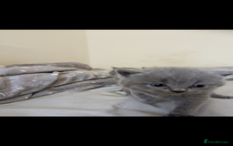 British Shorthair cats for sale: Purebred British shorthairs  - Image 4