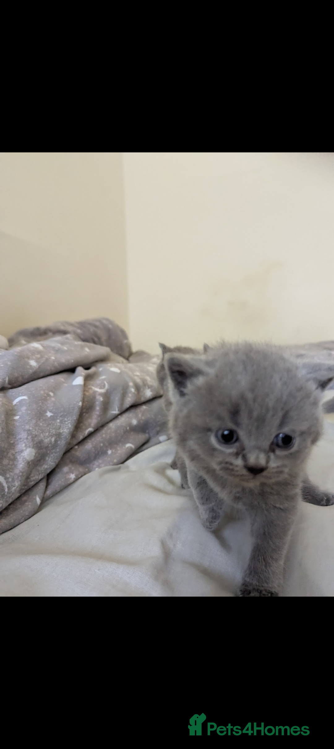 British Shorthair cats for sale: Purebred British shorthairs  - Image 4