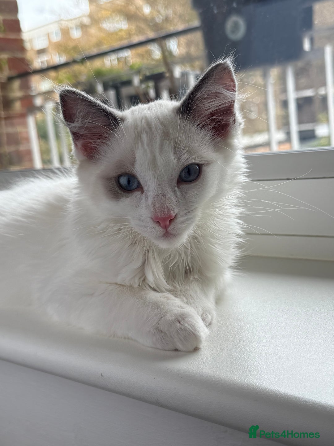 Ragdoll cats for sale: Male Ragdoll - Advert 4