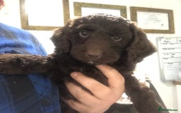 Cockapoo dogs for sale: F1 cockapoo puppies registered breeder - Image 19