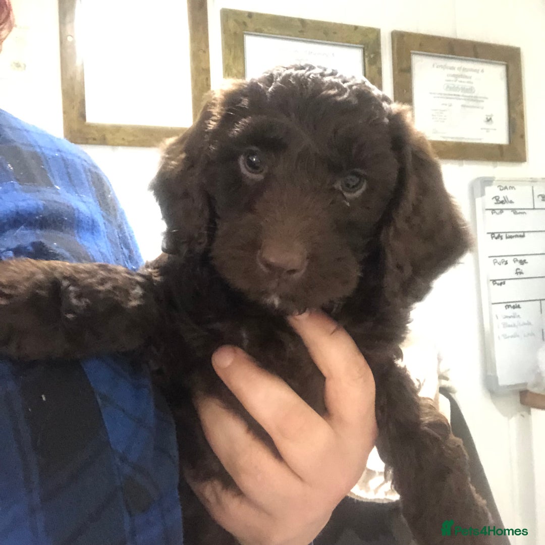 Cockapoo dogs for sale: F1 cockapoo puppies registered breeder - Image 19