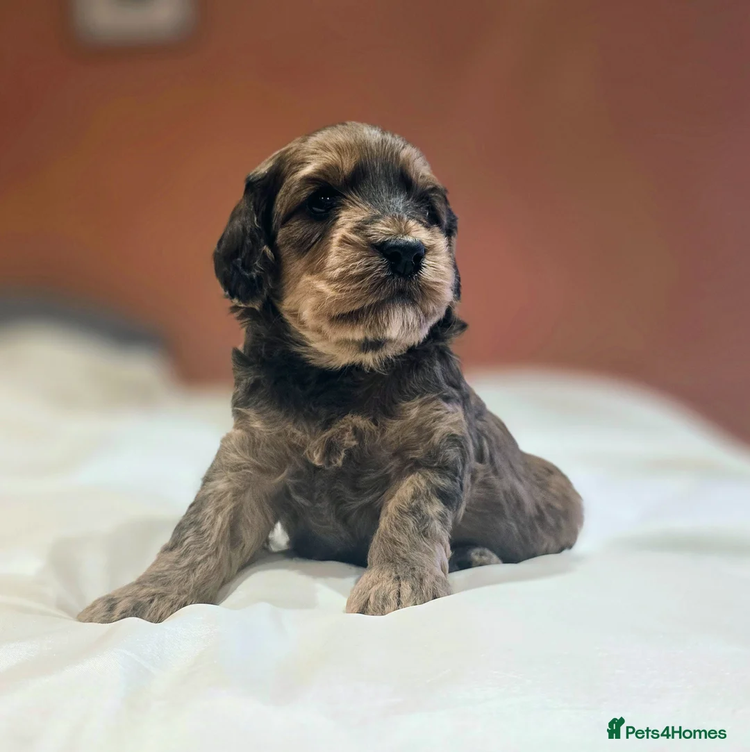 Cockapoo dogs for sale: Beautiful F1B cockapoo's - READY NOW - Advert 14