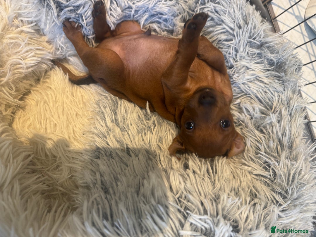 Miniature Pinscher dogs for sale: Beautiful Male miniature pinscher pure breed - Image 2