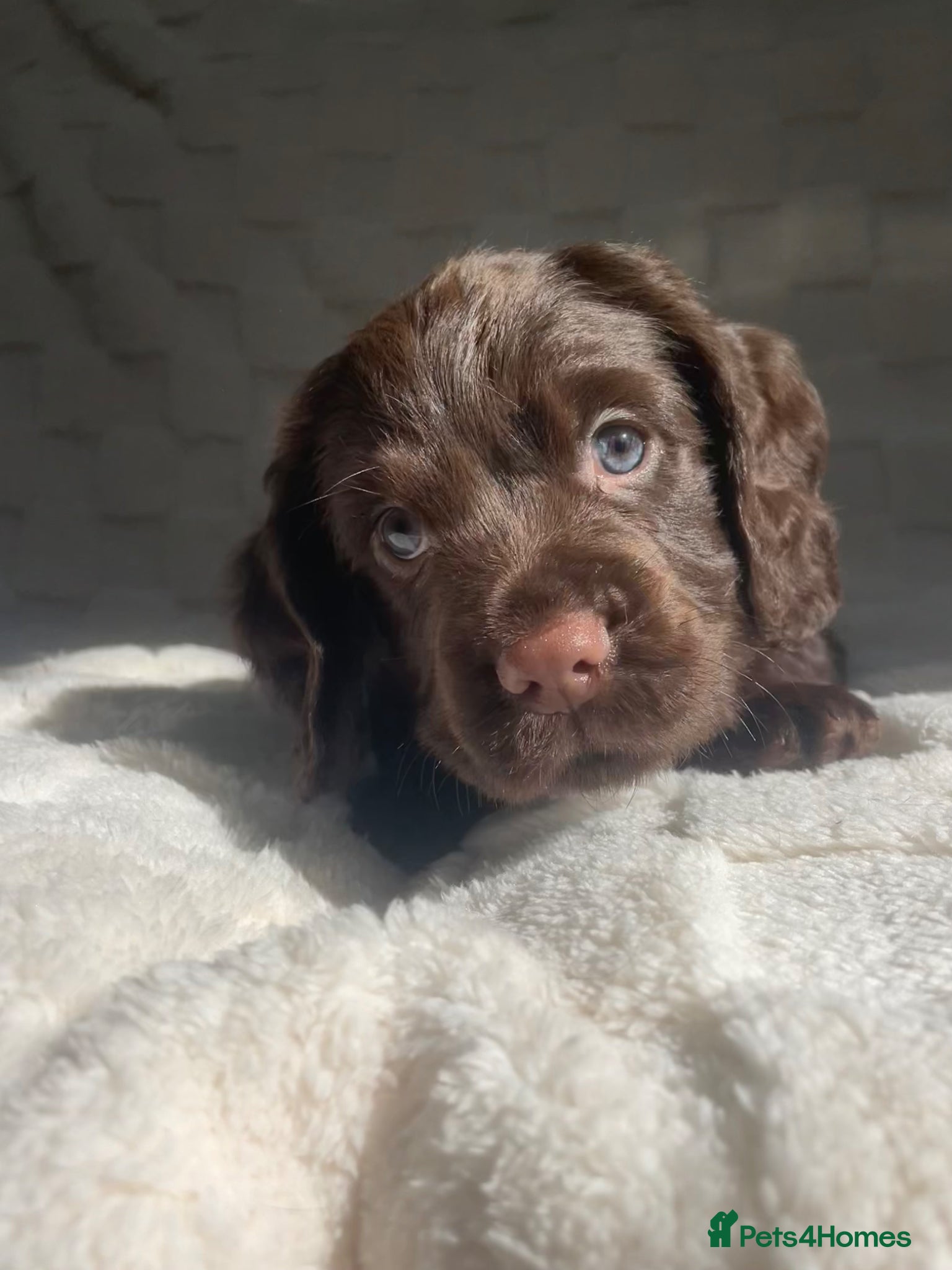 Cocker Spaniel dogs Stunning blue eyed working cocker spaniels KC/HT - Advert 2