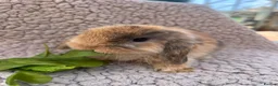 Mini Lop rabbits for sale: 5 beautiful mini lops for sale in Swindon - Advert 5
