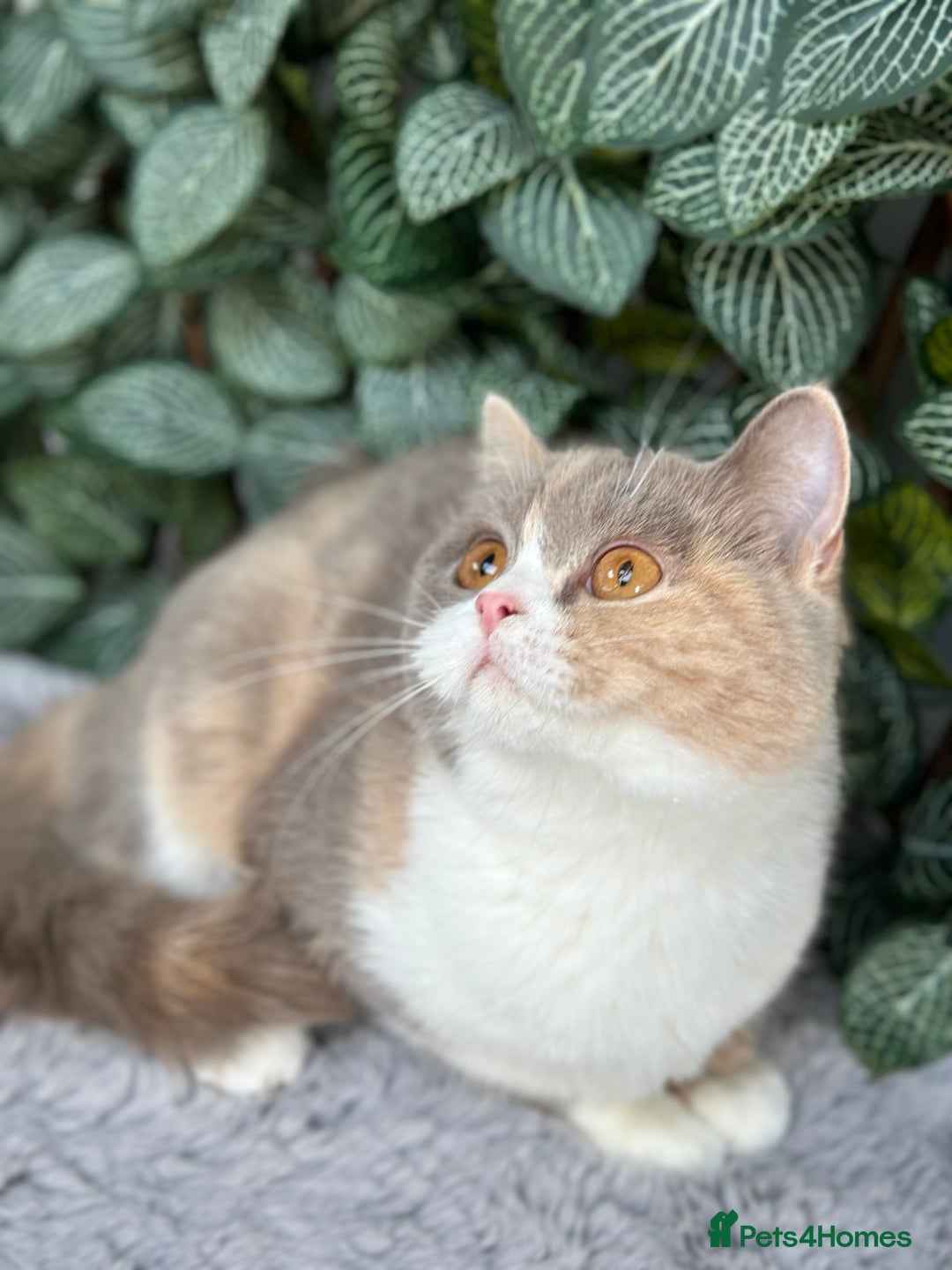 British Shorthair cats for sale: Ready CH Bloodlines BSH TICA registered kittens in Feltham - Image 31
