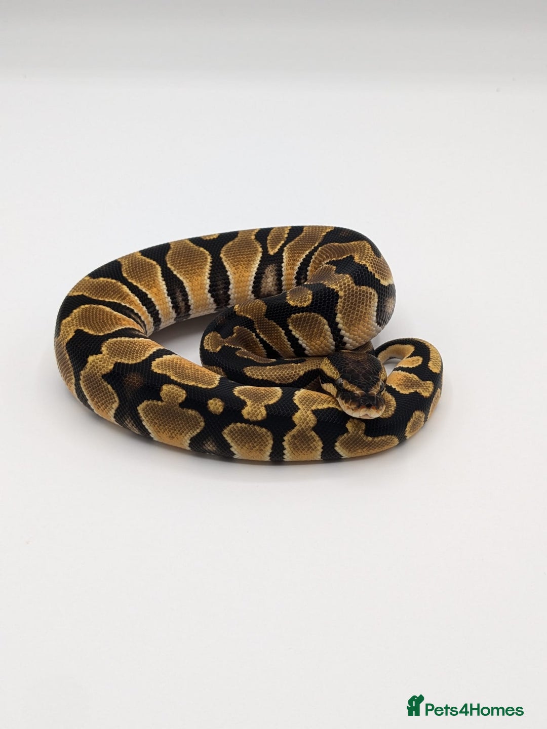 Python Snake reptiles for sale: Range of Royal Pythons - Advert 18