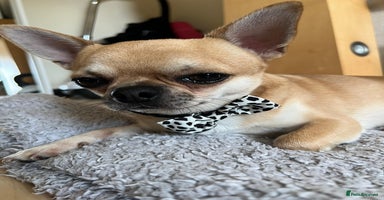 Chihuahua dogs - Advert 10