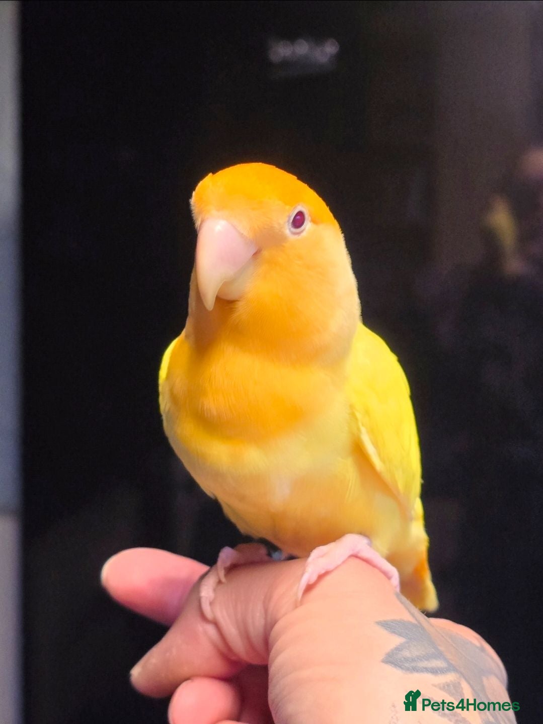 Lovebirds birds Male & Female Opaline/Lutino Lovebirds - Advert 8