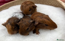 Guinea Pig rodents for sale: Baby guinea pigs - boys and girls available - Image 6