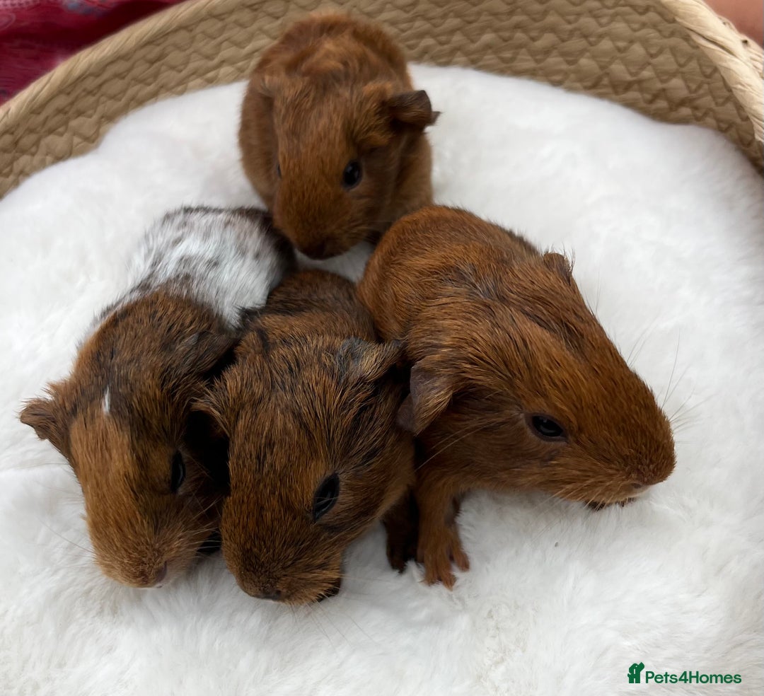 Guinea Pig rodents for sale: Baby guinea pigs - boys and girls available - Image 6