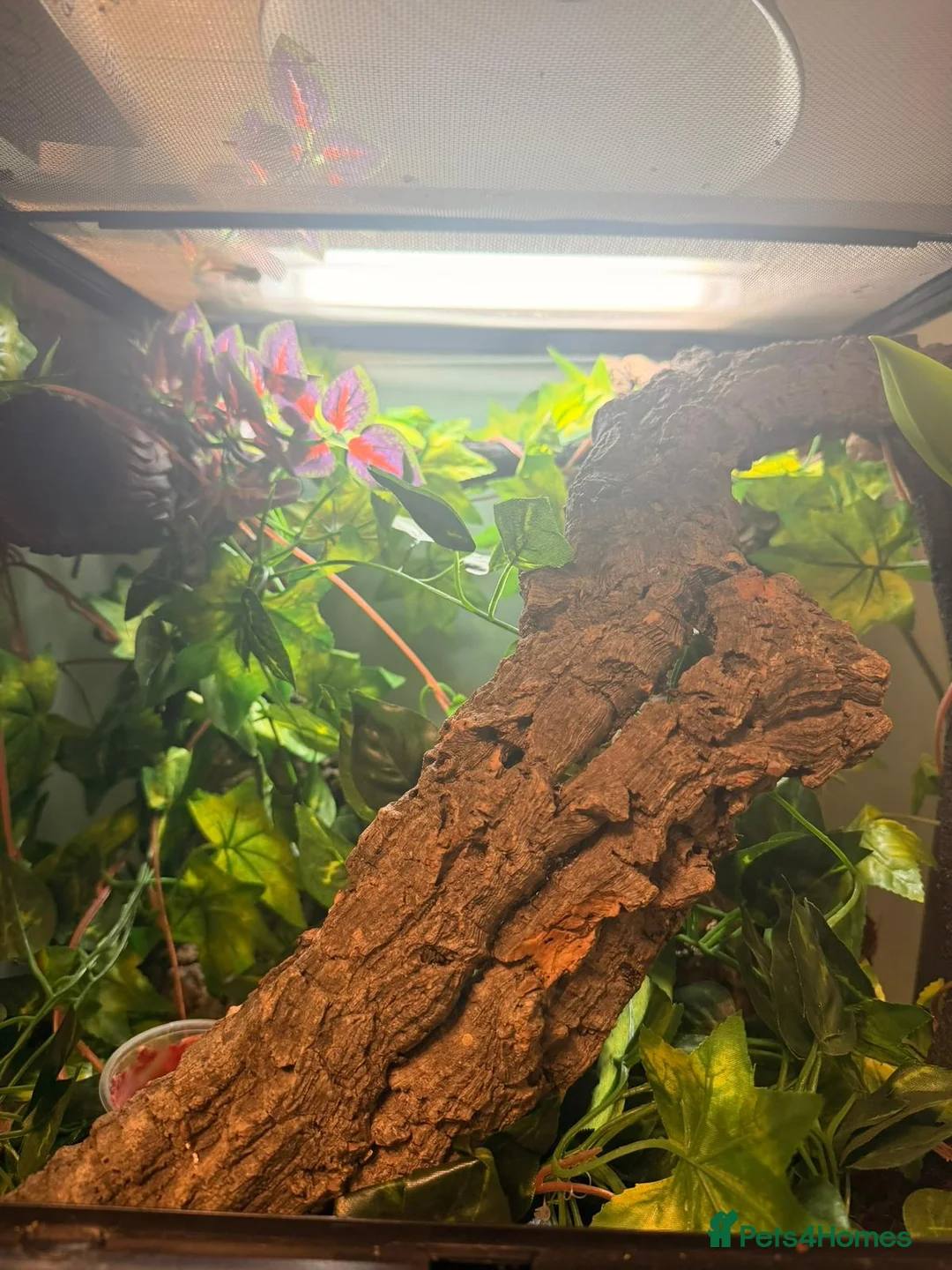 Gecko reptiles for sale: Crested Gecko with full set up - Advert 4