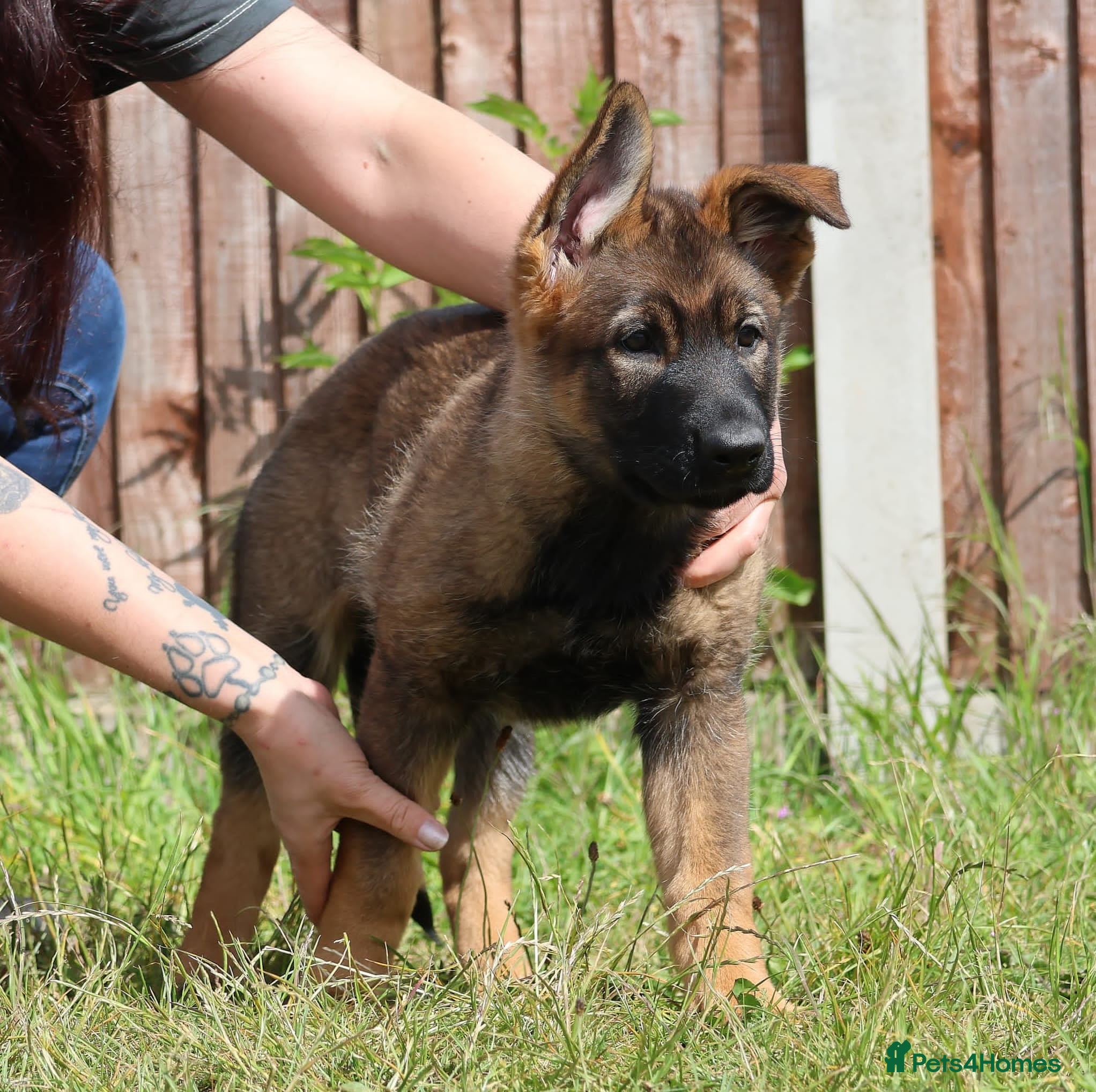 German Shepherd dogs German shepherd puppies working line - Advert 2
