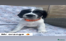 Sprocker dogs for sale: Black and white Sprockers looking for homes  - Image 10