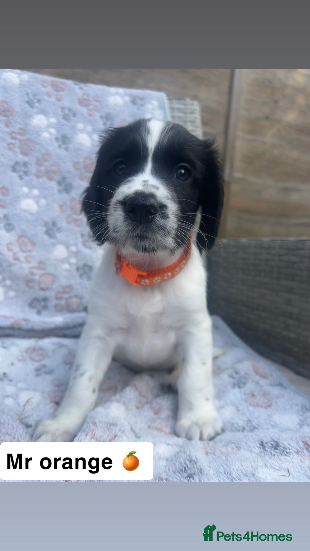 Sprocker dogs for sale: Black and white Sprockers looking for homes  - Image 10