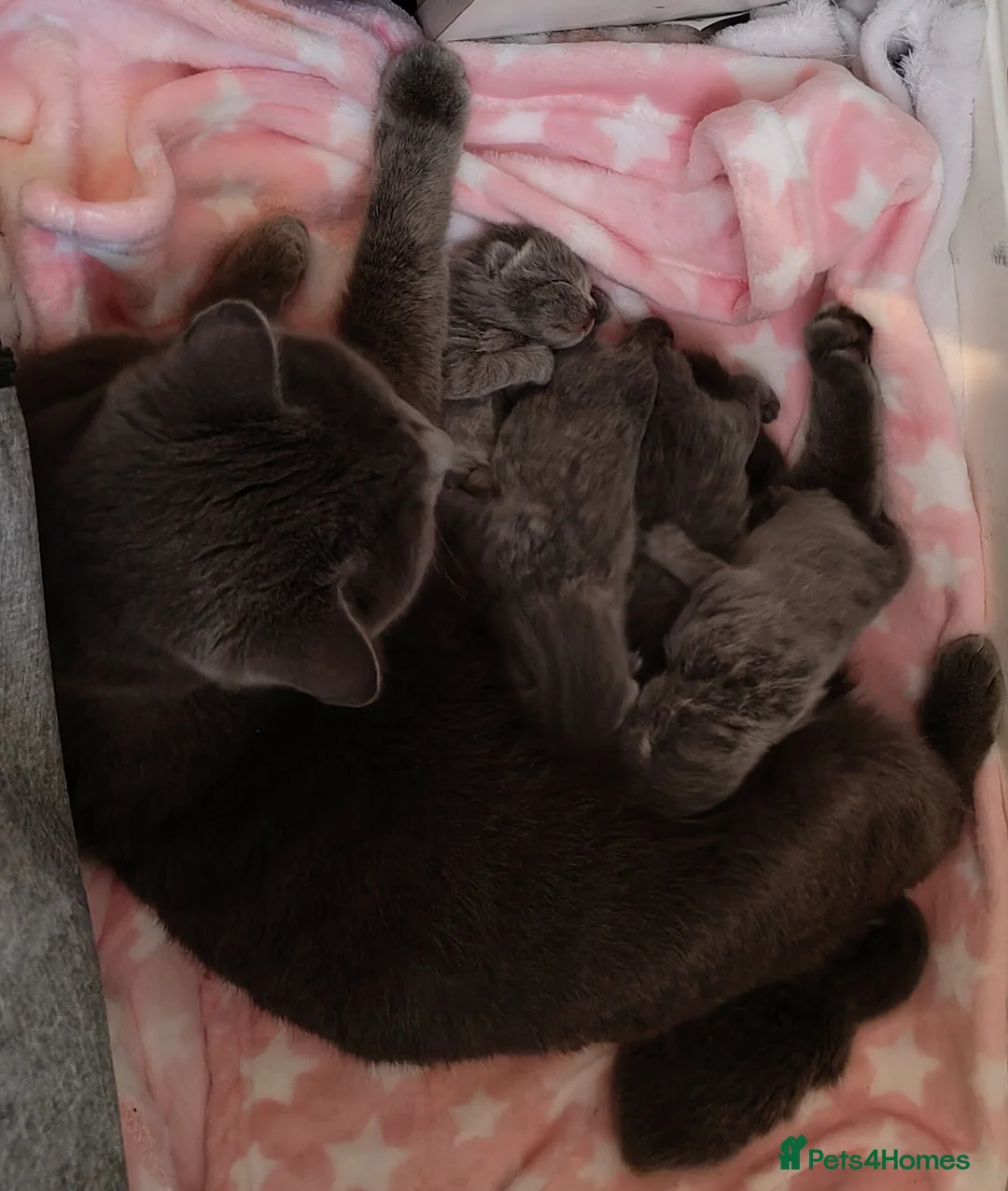 Russian Blue cats for sale: Gorgeous gentle Russian Blue kittens boy and girl - Advert 1