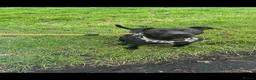 Patterdale Terrier dogs for sale: 3 year old Patterdale terrier  in Jarrow - Advert 10