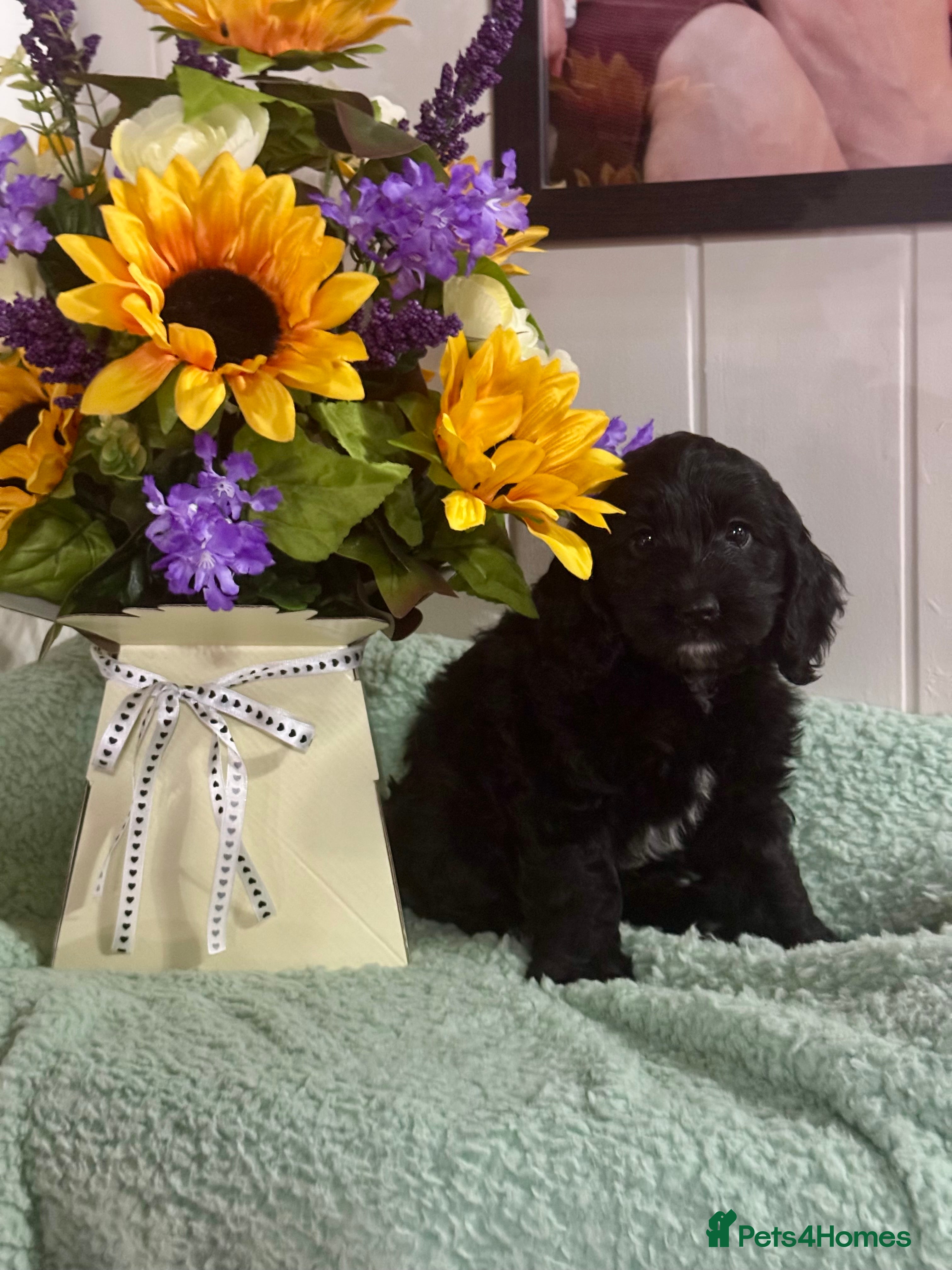 Cockapoo dogs 1 girl gorgeous dna clear  f1 Cockerpoo puppies  - Advert 1