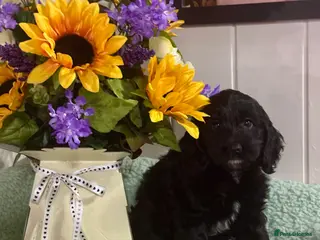 Cockapoo dogs 1 girl gorgeous dna clear f1 Cockerpoo puppies - Advert 5