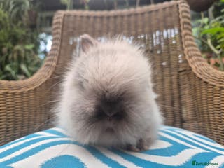 Angora rabbits 💗Blue harli girl teddydwerg💖 - Advert 17
