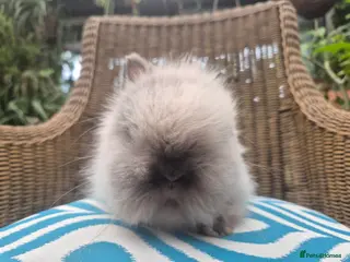 Angora rabbits 💗Blue harli girl teddydwerg💖 - Advert 10