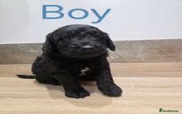 Labradoodle dogs for sale: Gorgeous Labradoodle Babies  - Image 5