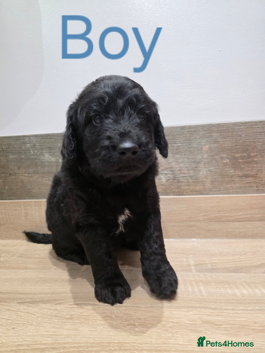 Labradoodle dogs for sale: Gorgeous Labradoodle Babies  - Image 5