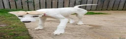 Saluki dogs for sale: 3/4 Saluki bitch pup, fantastic linage  - Advert 4