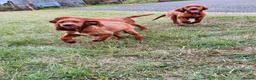 Irish Setter dogs for sale: Red Setter Puppies - Advert 7