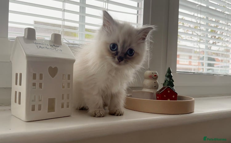 Ragdoll cats - Advert 5