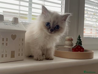 Ragdoll cats female blue point Ragdoll kitten - Advert 12