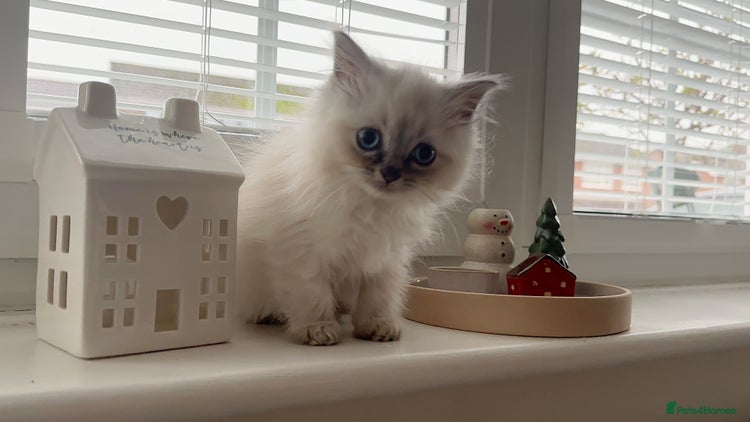 Ragdoll cats - Advert 5