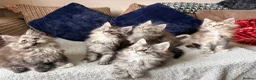Maine Coon cats for sale: READY NOW. Two tica registered girls. 1 poly  - Advert 11