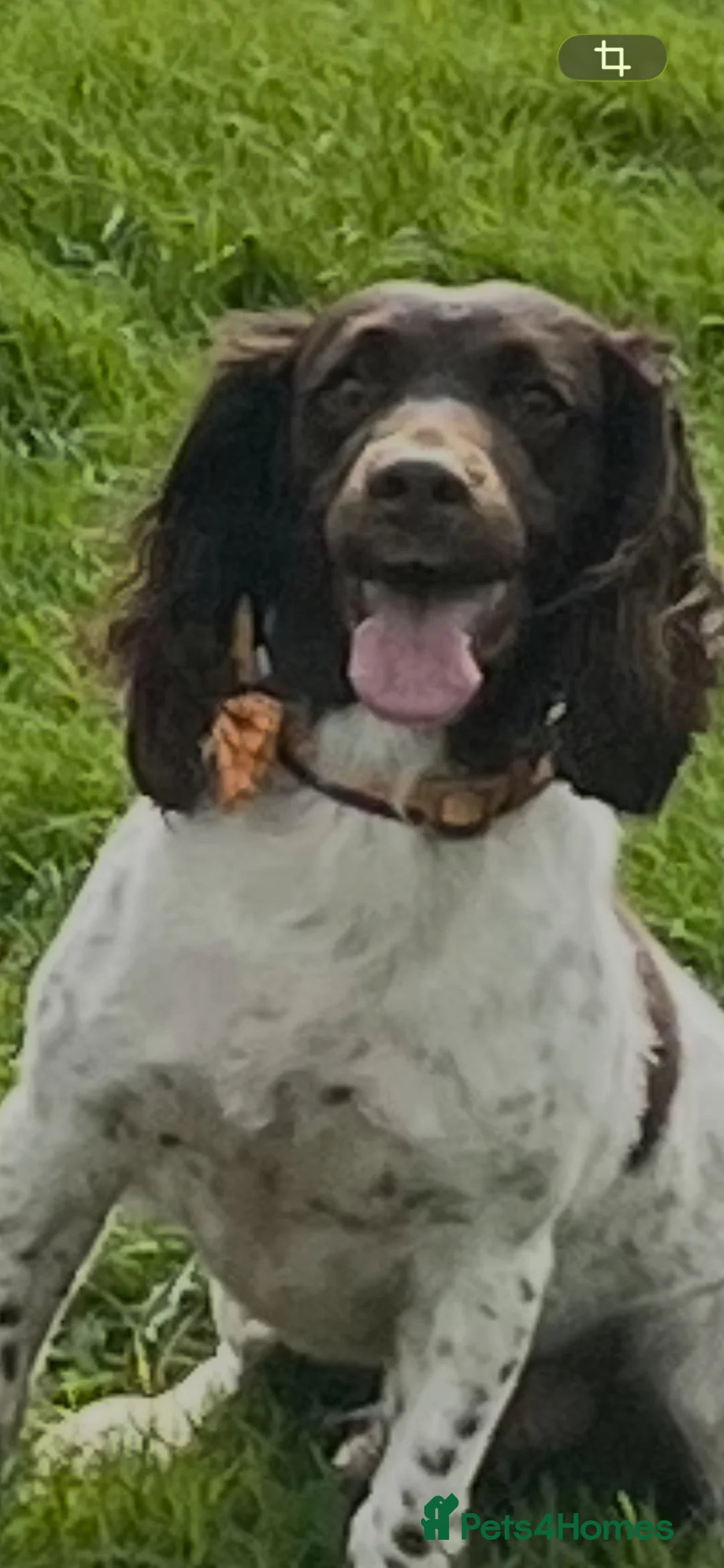 English Springer Spaniel dogs for stud: English springer spaniel - Advert 4