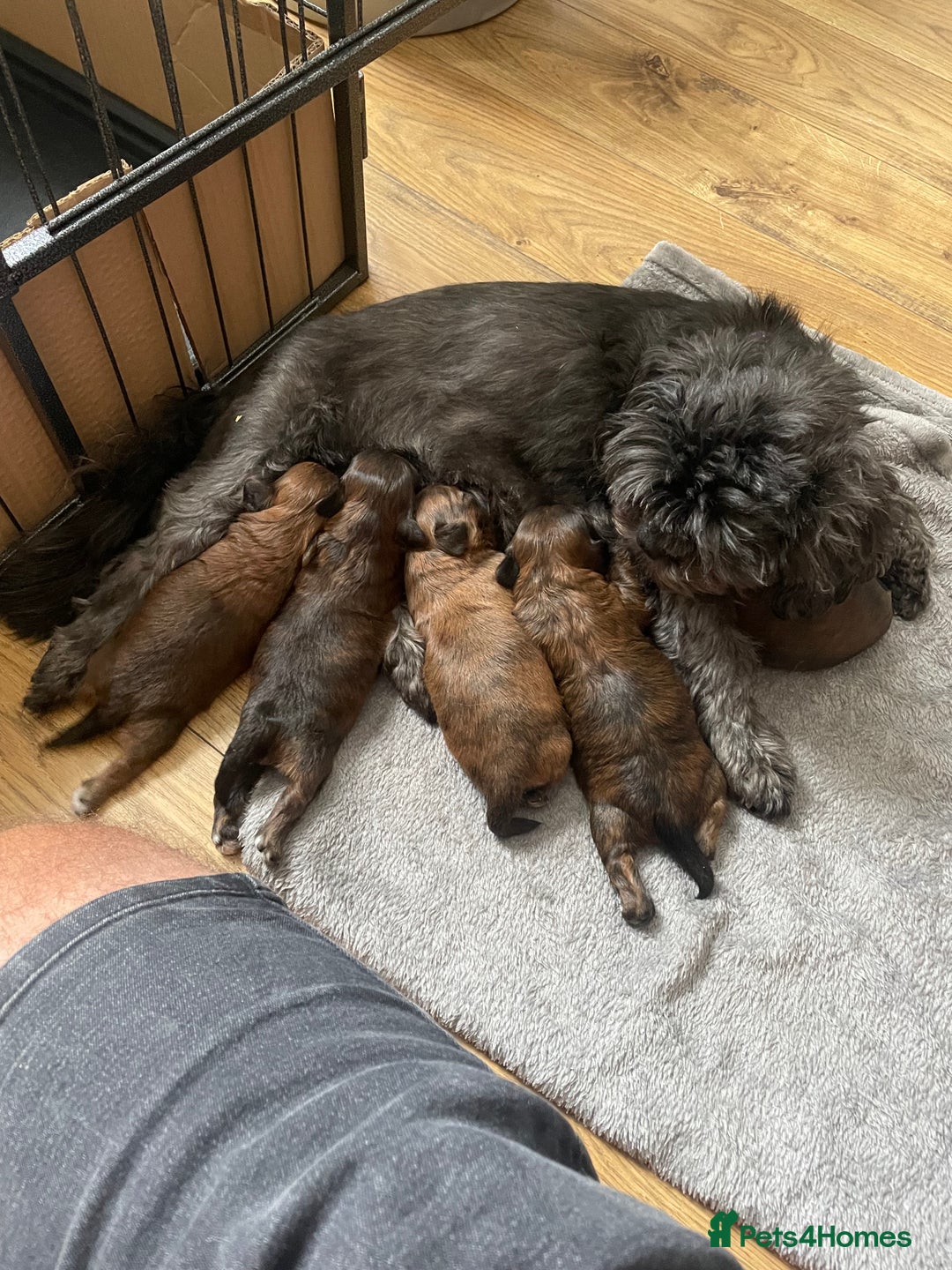 Mixed Breed dogs for sale: Shihpoo  - Image 10