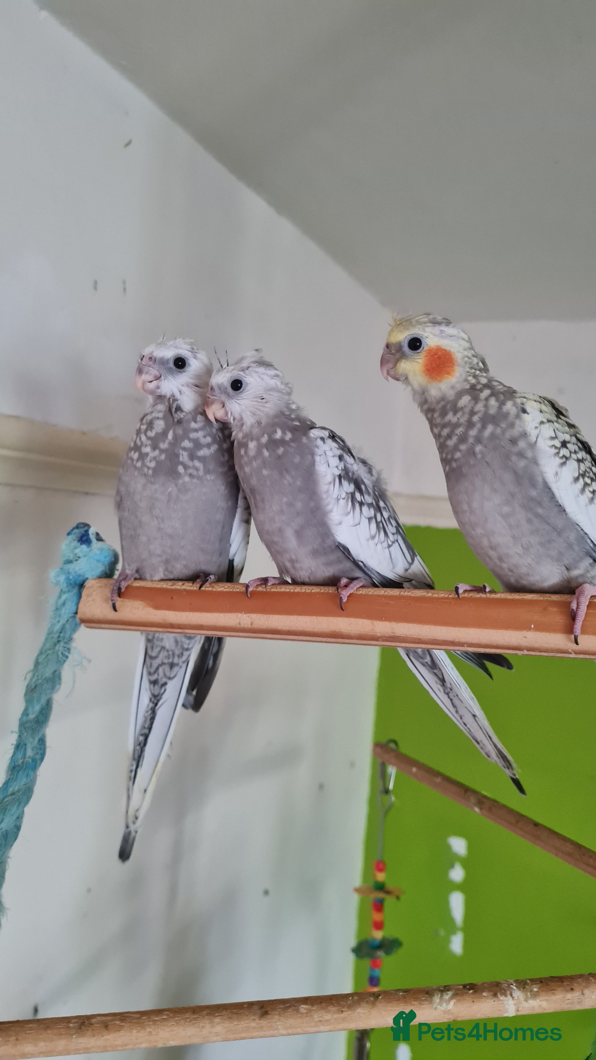 Cockatiels birds Gorgeous baby cockatiels  - Advert 2