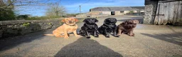 Labrador Retriever dogs for sale: Beautiful Labrador puppies in Bideford - Advert 6