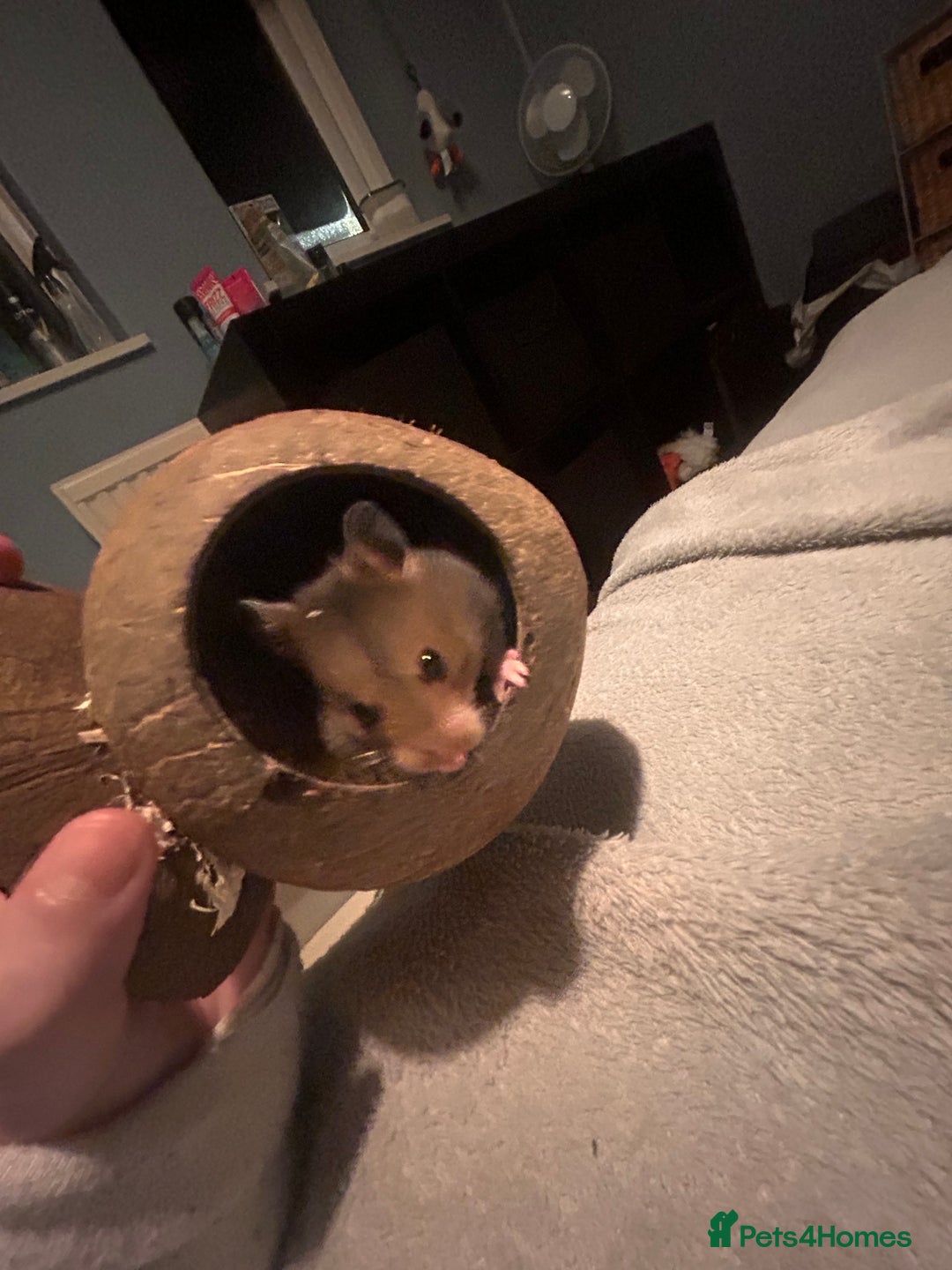 Hamster rodents for sale: Syrian hamster looking for new home - Advert 4