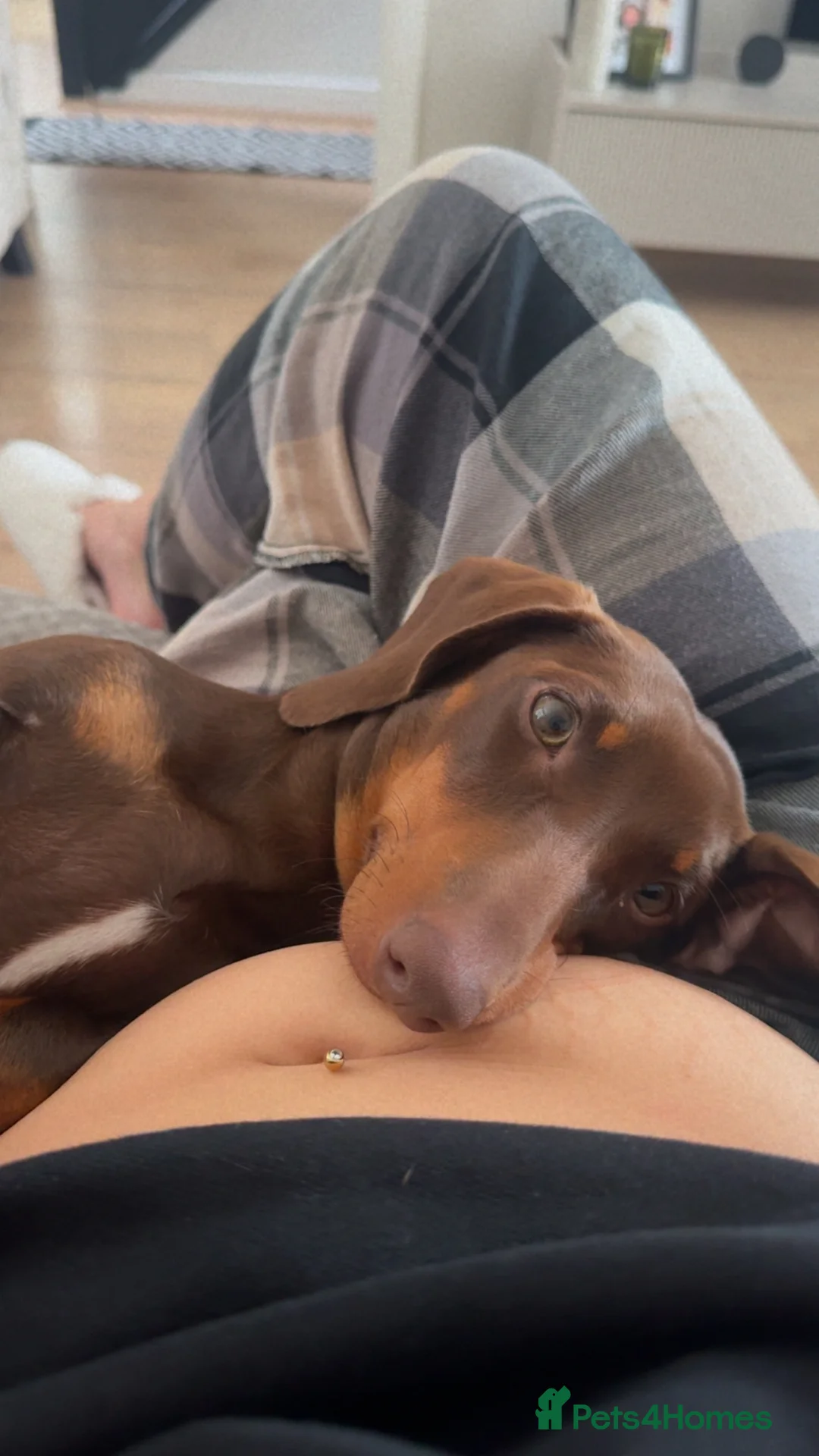 Dachshund dogs for sale: Mabel the Dachshund 🐶 REHOME FOR FREE  - Advert 6
