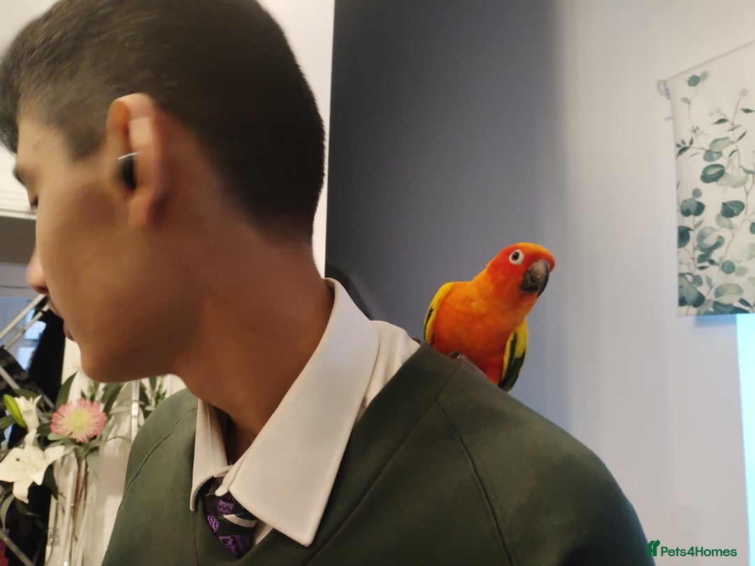 Conures birds for sale: Sun Conure & Jenday Conure  - Advert 9