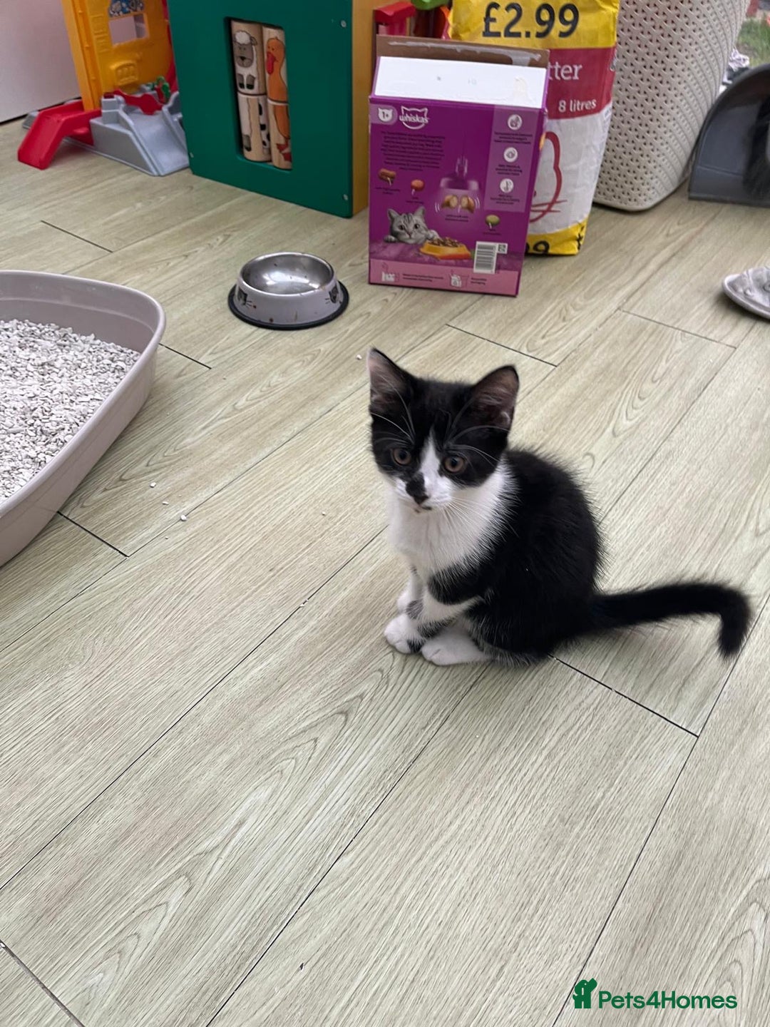 Mixed Breed cats for sale: An adorable kitten  - Image 9