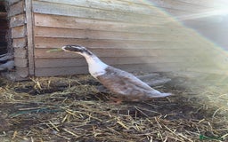 Ducks poultry for sale: Drakes x2 left  - Image 2