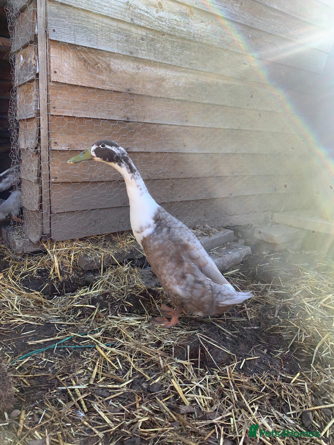 Ducks poultry for sale: Drakes x2 left  - Image 2
