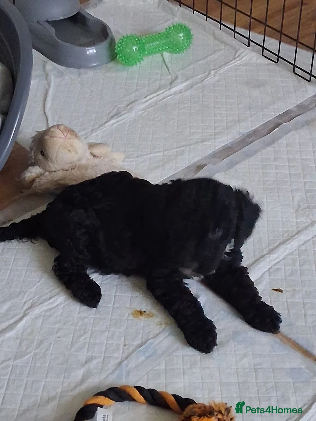 Cockapoo dogs for sale: Cockapoo puppys - Advert 2